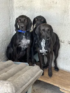 Adopt mix black dogs