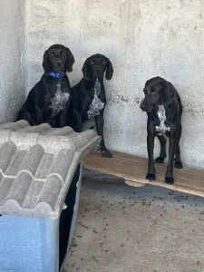 Adopt mix black dogs