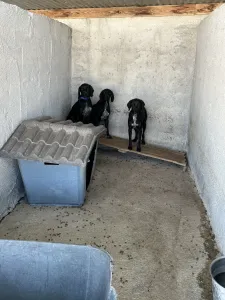 Adopt mix black dogs