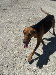 Adoptie hond Hunter dogs