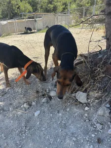 Adoptie hond Hunter dogs