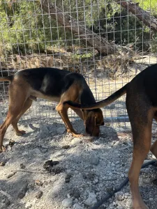 Adoptie hond Hunter dogs