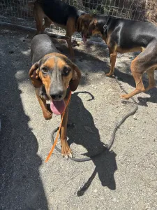 Adoptie hond Hunter dogs