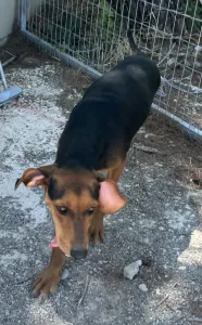 Adoptie hond Hunter dogs