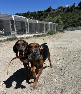 Adoptie hond Hunter dogs