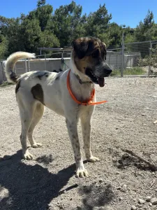 Adoptionsprofil für Vivi