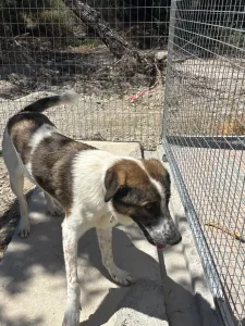 Adopt Alfi