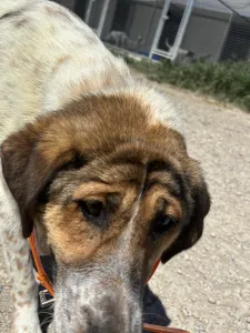 Adopt Vivi