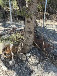 Adopt Alfi