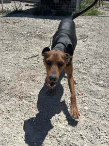 Adoptie hond Hunter dogs