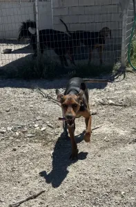Adoptie hond Hunter dogs