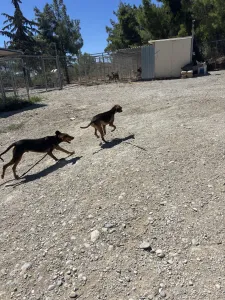 Adoptie hond Hunter dogs