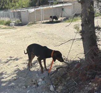 Adoptie hond Hunter dogs