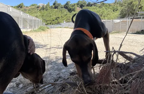 Adoptie hond Hunter dogs