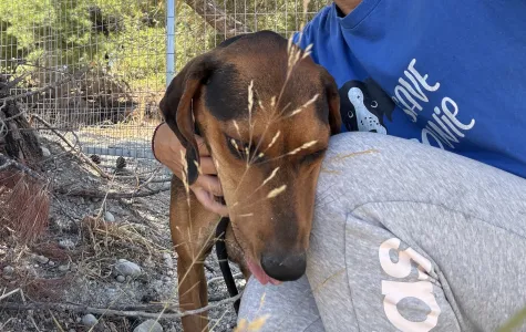 Adoptie hond Hunter dogs