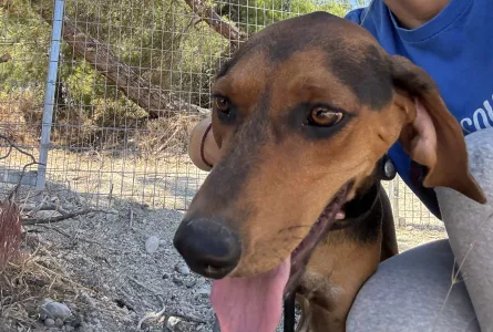 Adoptie hond Hunter dogs