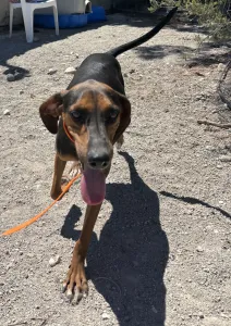 Adoptie hond Hunter dogs