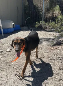 Adoptie hond Hunter dogs