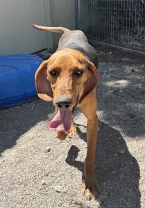 Adoptie hond Hunter dogs
