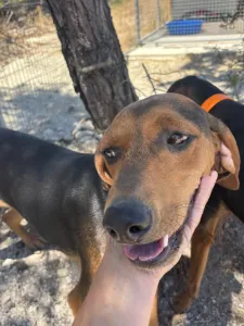 Adoptie hond Hunter dogs
