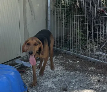 Adoptie hond Hunter dogs