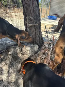 Adoptie hond Hunter dogs