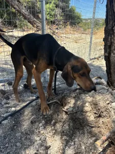 Adoptie hond Hunter dogs