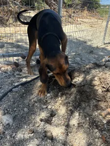 Adoptie hond Hunter dogs