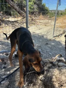 Adoptie hond Hunter dogs