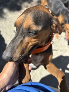 Adoptie hond Hunter dogs