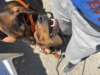 Adoptie hond Hunter dogs