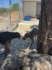 Adoptie hond Hunter dogs