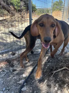 Adoptie hond Hunter dogs