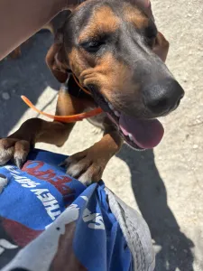 Adoptie hond Hunter dogs