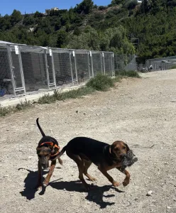 Adoptie hond Hunter dogs