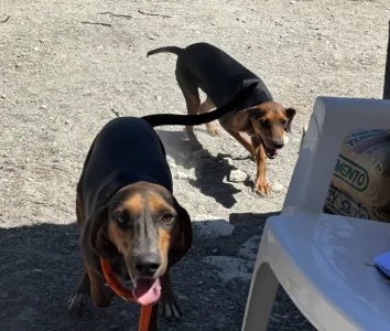 Adoptie hond Hunter dogs