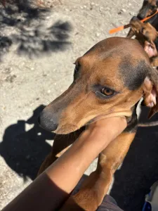 Adoptie hond Hunter dogs