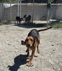 Adoptie hond Hunter dogs