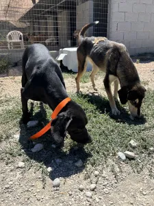 Hund Thanasis adoptieren