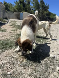 Adopt Alfi