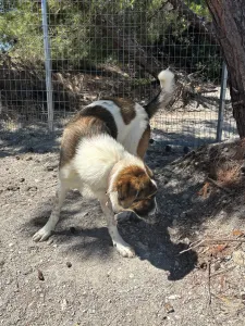 Adopt Alfi