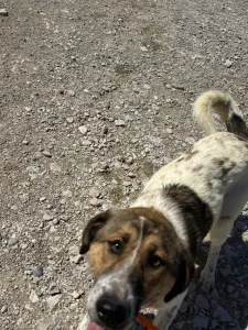 Adopt Vivi