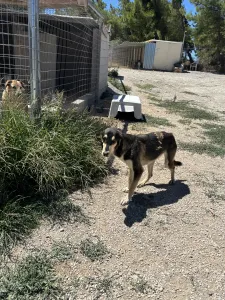 Hund Thanasis adoptieren