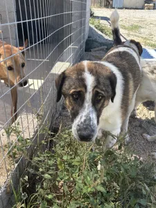 Adopt Alfi