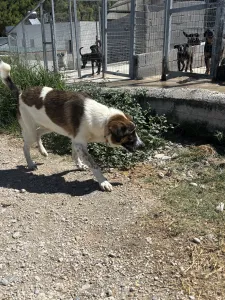 Adopt Alfi