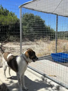 Adopt Alfi