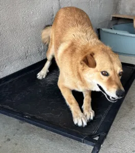 Adopt Leonidas