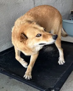 Adopt Leonidas