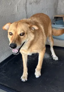 Adopt Leonidas