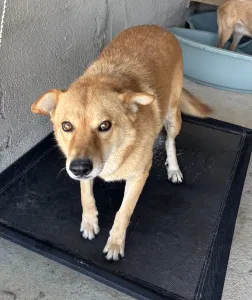 Adopt Leonidas